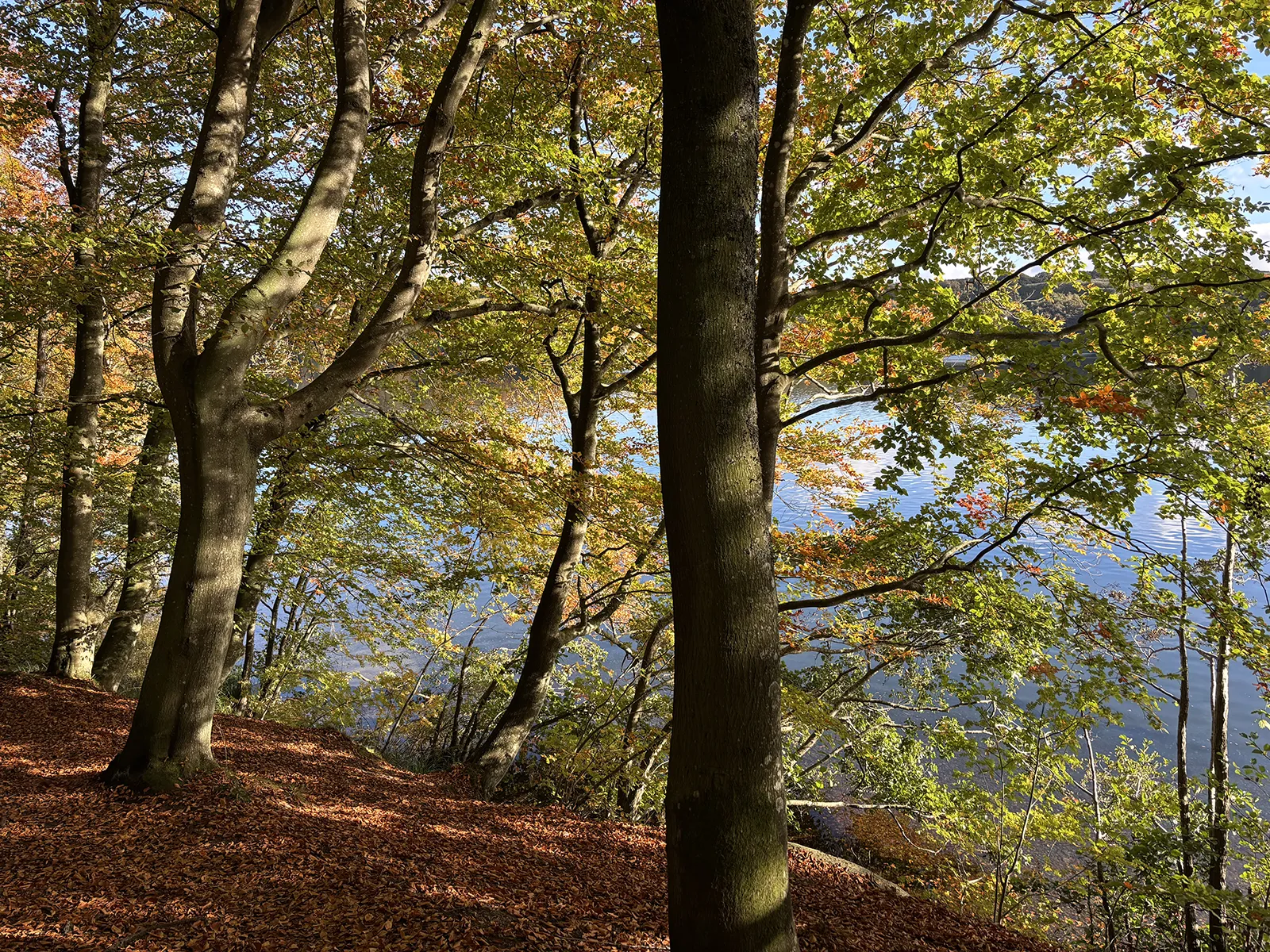 Billede fra skov efter løvfald, Fotograf: Heidi Søndergård Mathiesen