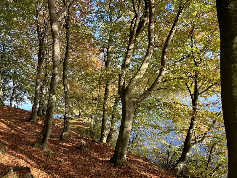 Ledelsesudvikling - naturen inspirerer, Fotograf: Heidi Søndergård Mathiesen