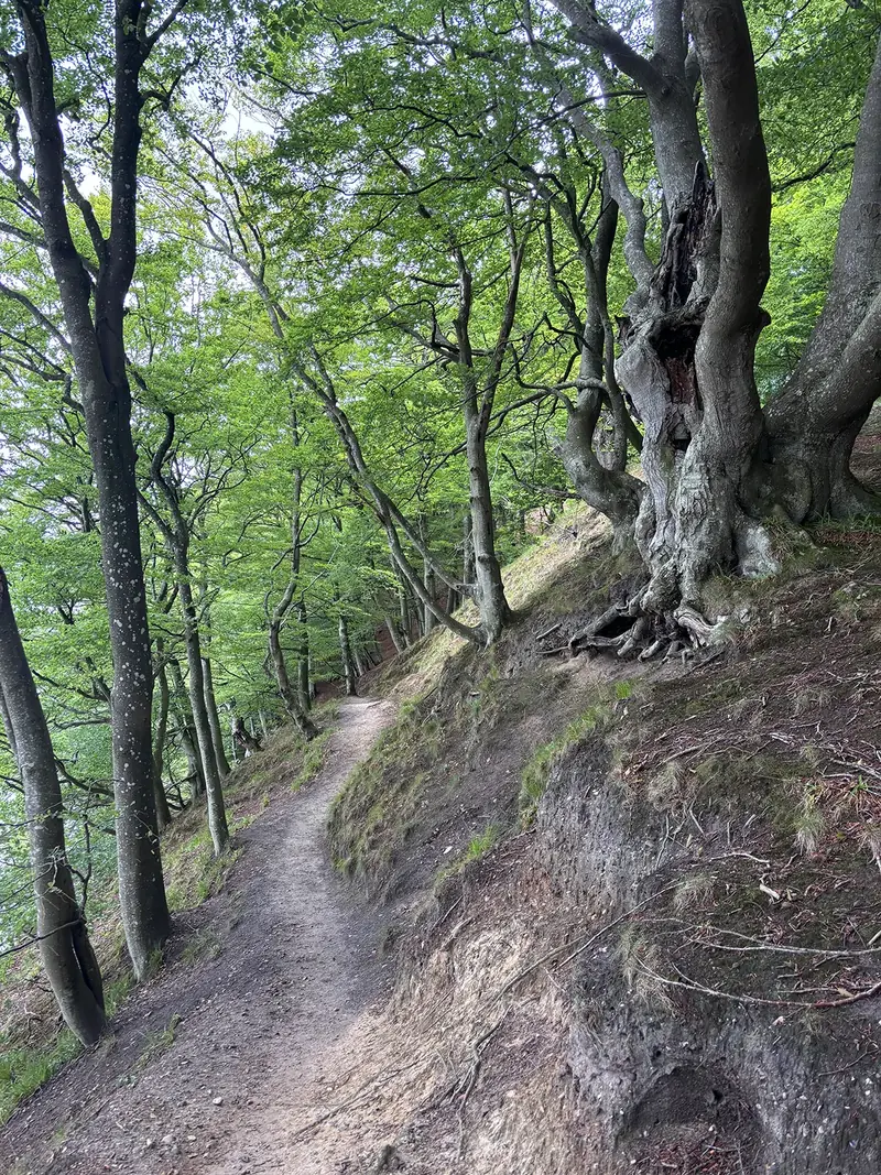 En snoet sti gennem grøn løvskov - stemningsbillede til ledelsesvandring, Fotograf: Heidi Søndergård Mathiesen