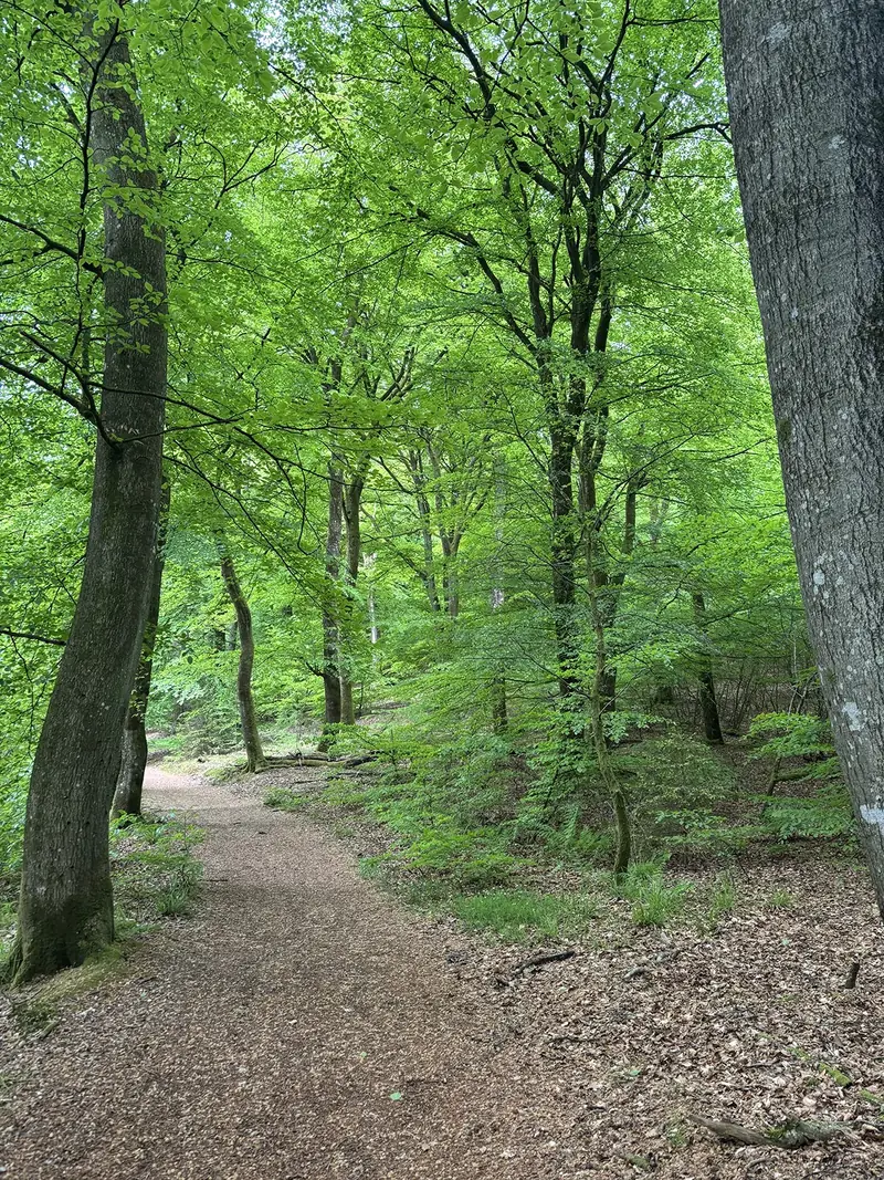 Stemningsbillede: En skovsti er velegnet til en ledelsesvandring i naturen, Fotograf: Heidi Søndergård Mathiesen